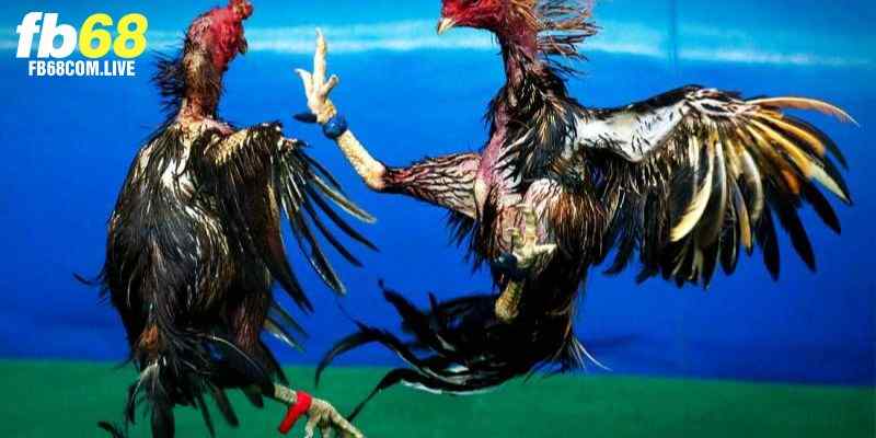 Đôi nét giới thiệu về chọi gà cựa dao